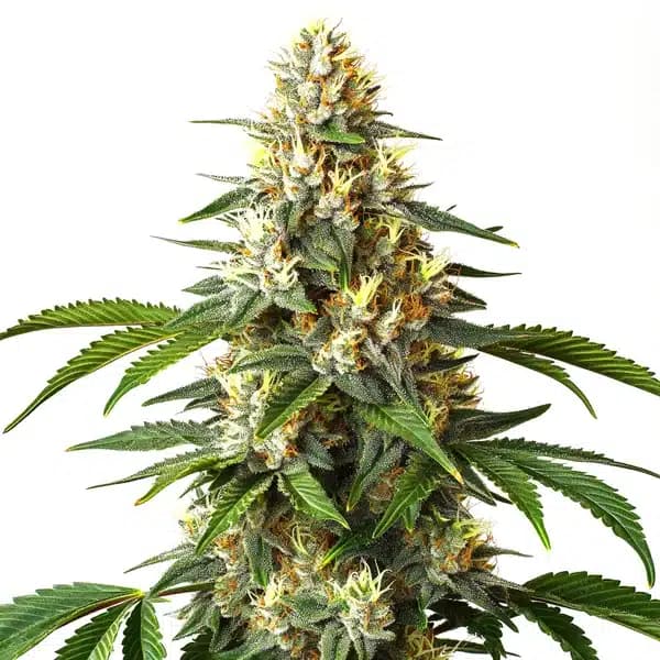 Critical Blue Seeds