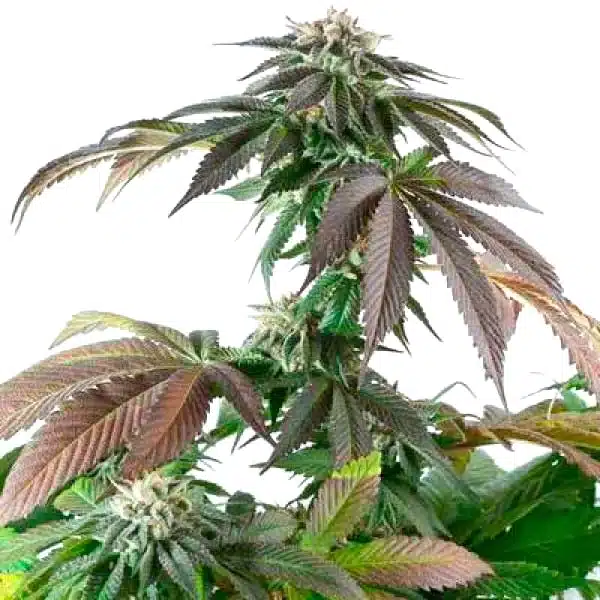 Critical Bubba Kush Seeds