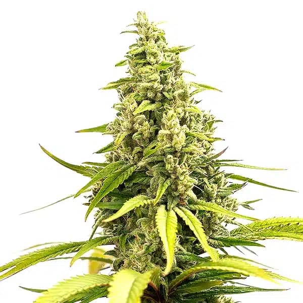 Critical Cream Caramel Auto Seeds