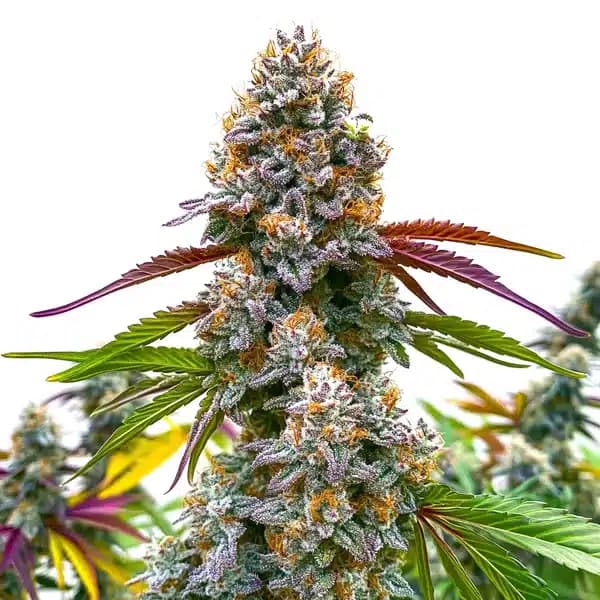Critical Daddy Purple Seeds