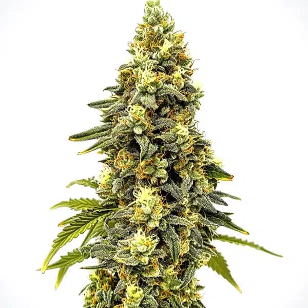 Critical Jack Auto Seeds