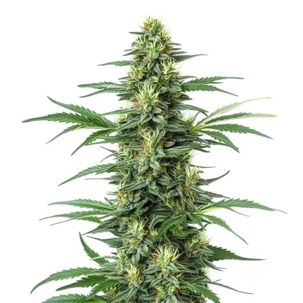 Critical Jack Seeds