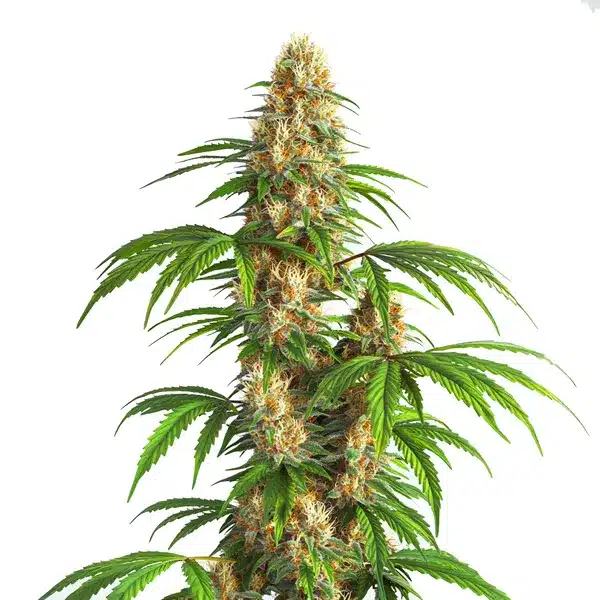 Critical Kush Auto Seeds