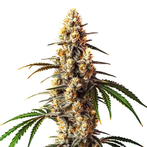 Critical Kush Seeds