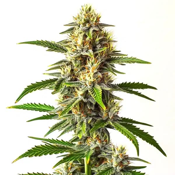 Critical Mass Auto Seeds