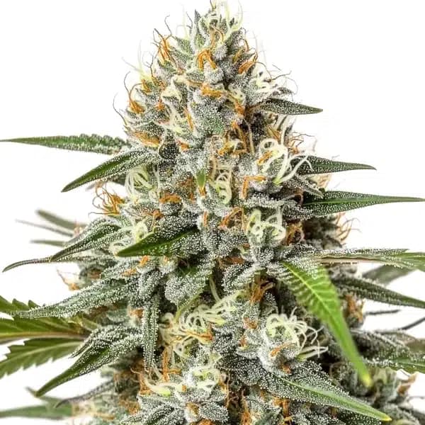 Critical Nicky Kush Seeds