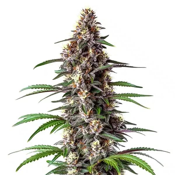 Critical Purple Auto Seeds