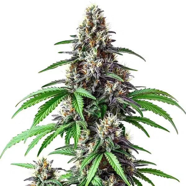 Critical Purple Kush x Bruce Banner Regular Seeds