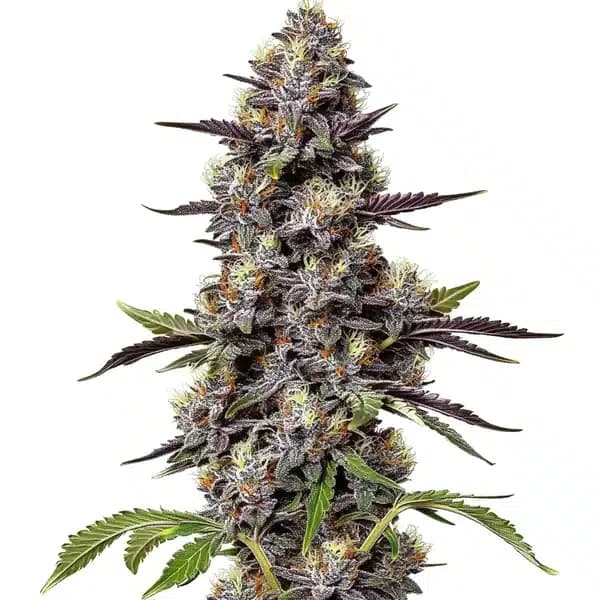 Critical Purple Kush Seeds