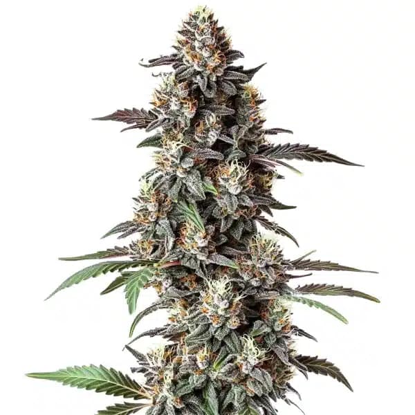 Critical Purple Regular Seeds