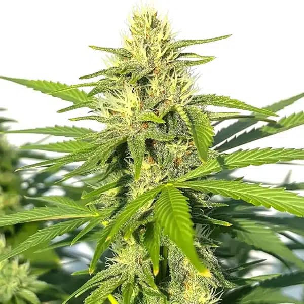 Critical Widow Seeds