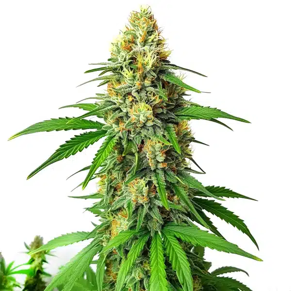 Critical x AK47 Auto Seeds