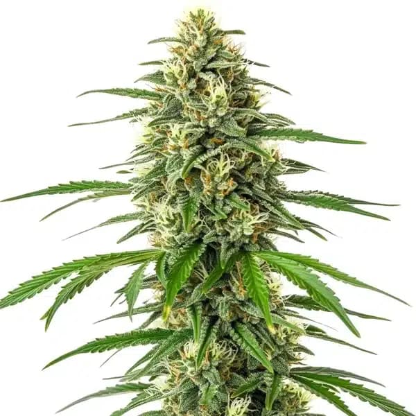 Critical x Amnesia Seeds