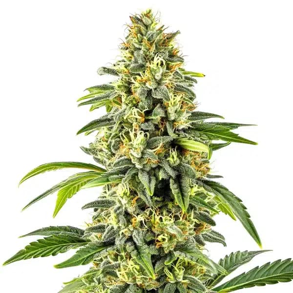 Critical x Cheese Candy Regular Seeds