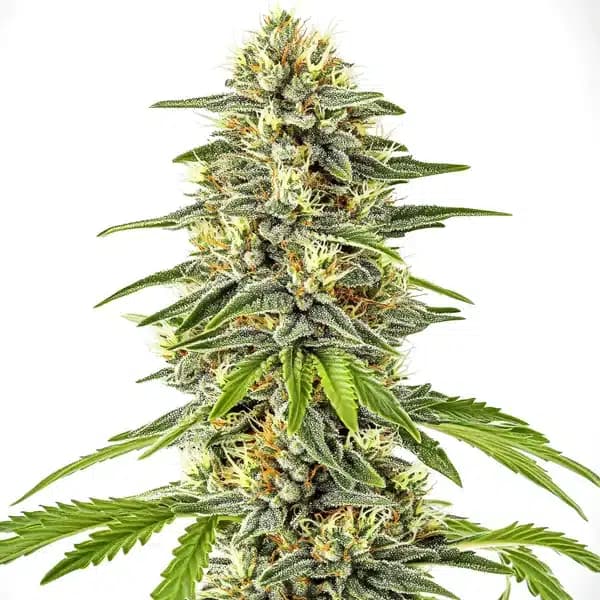 Critical x Cheese Candy Seeds
