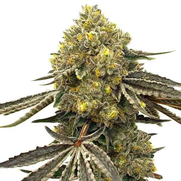 Critical Fast Bud Auto Seeds