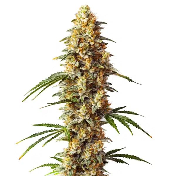 Critical x GG4 Auto Seeds