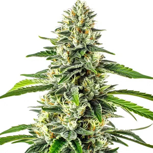 Critical x No Name Auto Seeds
