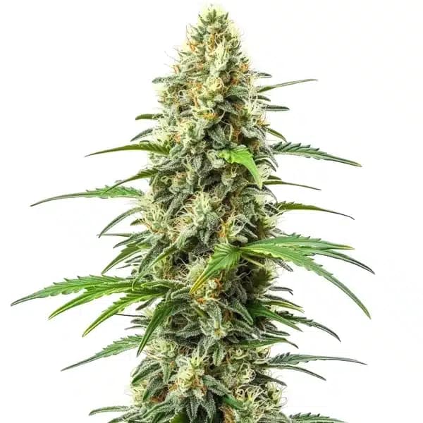 Critical x Somango Seeds