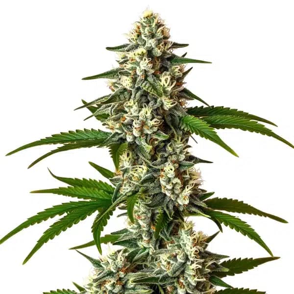 Crystal Candy Auto Seeds
