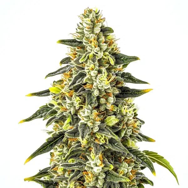 Crystal Seeds