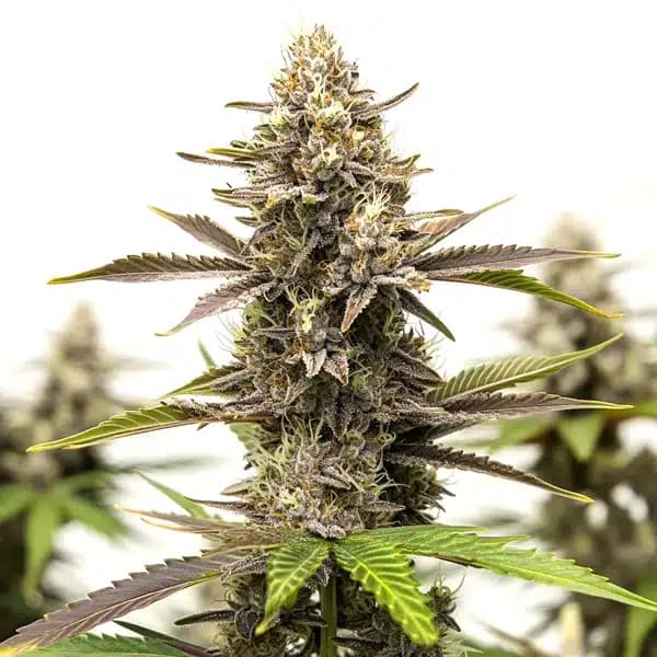 Dark Devil Auto Seeds