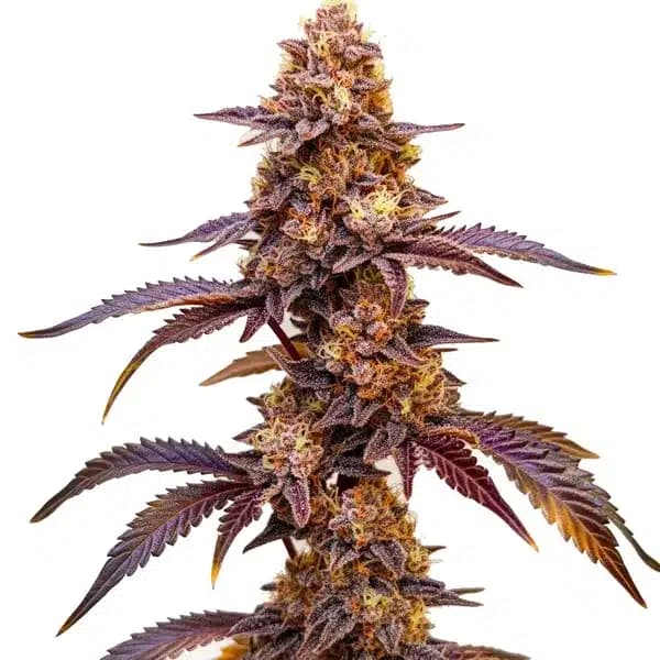 Dark Star Auto Seeds