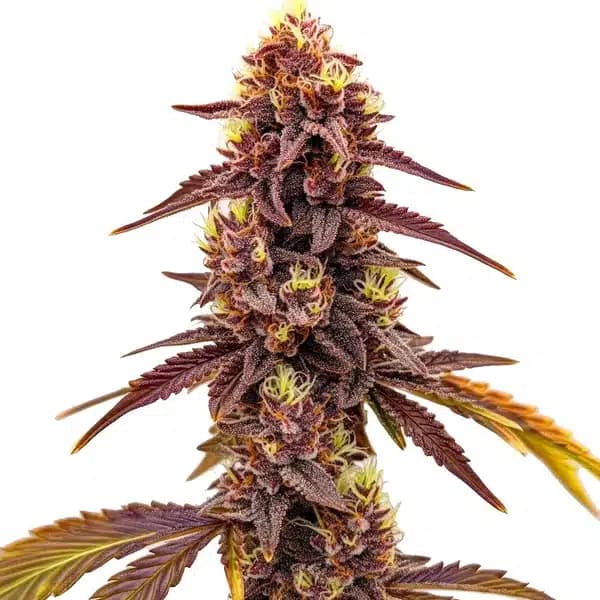 Dark Star Fast Version Seeds