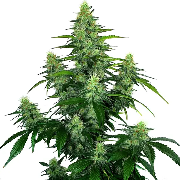 Deelite Autoflower Seeds