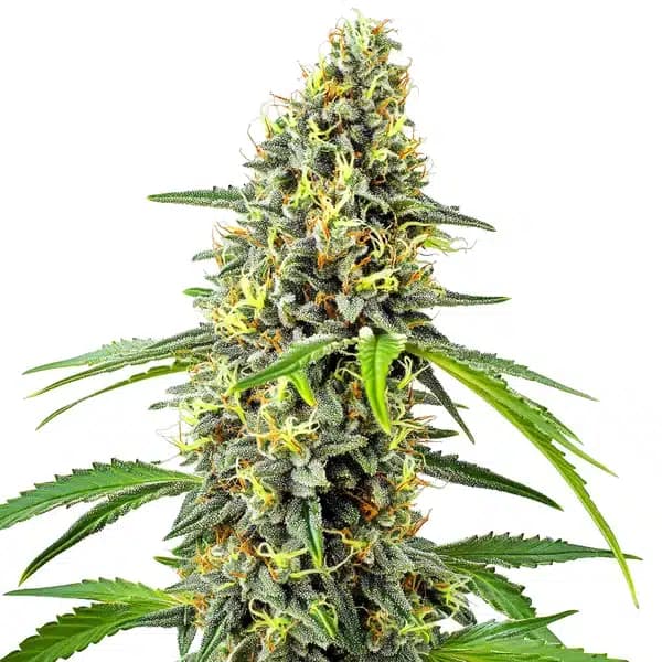 Deimos Auto Seeds