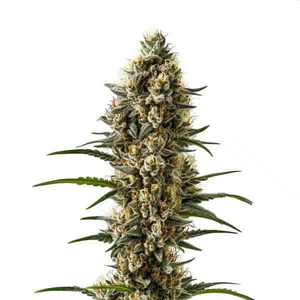 Devil XXL Autoflower Seeds