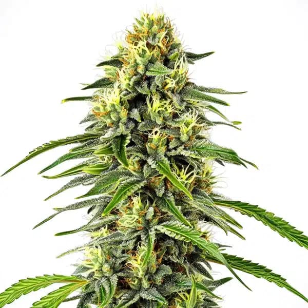Diesel Autoflower Seeds