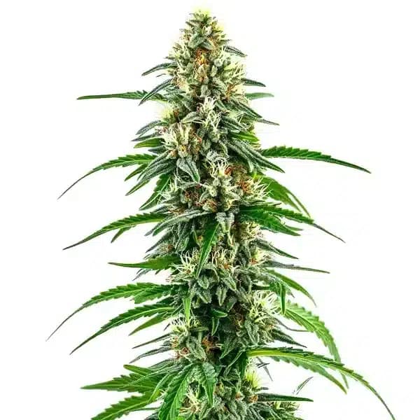 Diesel Regular Seeds