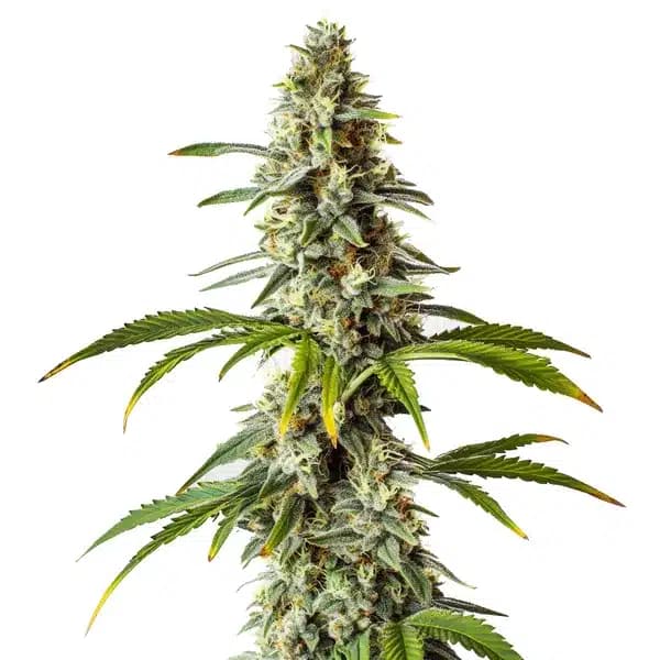 Diesel Seeds