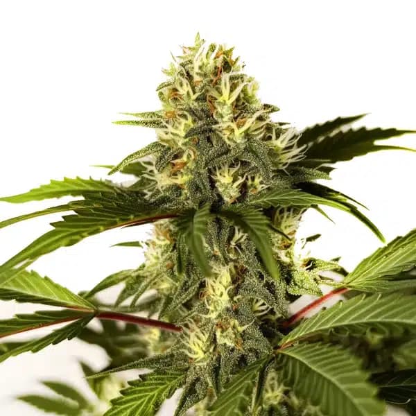 Do-si-Dos F1 Seeds