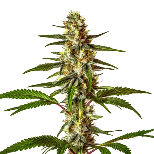 Do-Si-Dos Fast Version Seeds