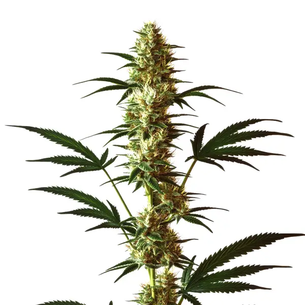 Do-Si-Dos Regular Seeds