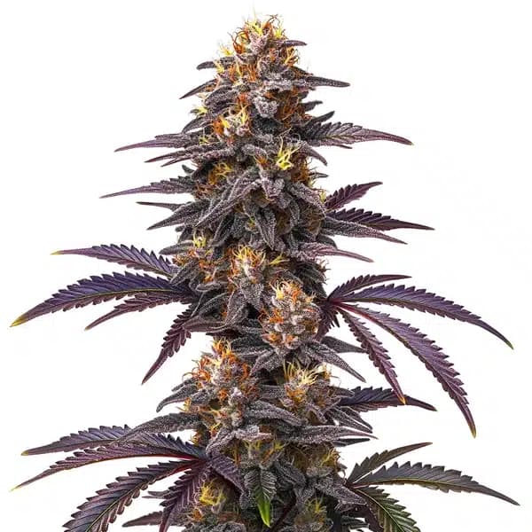 Do si dos x Z OG Seeds