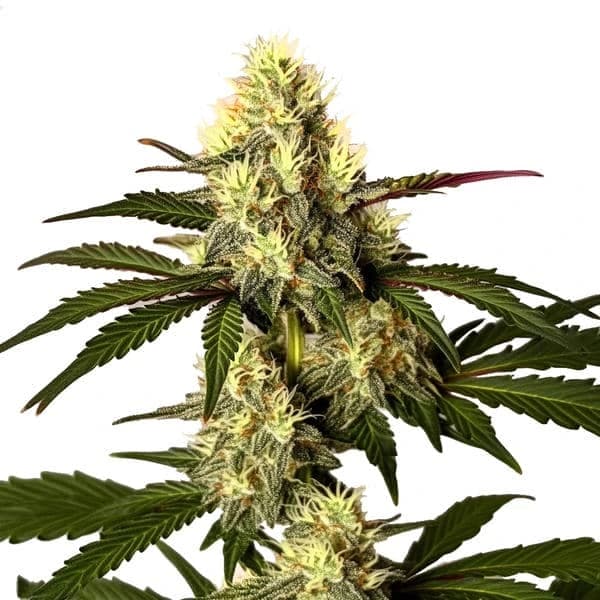 Do Si Dos Seeds