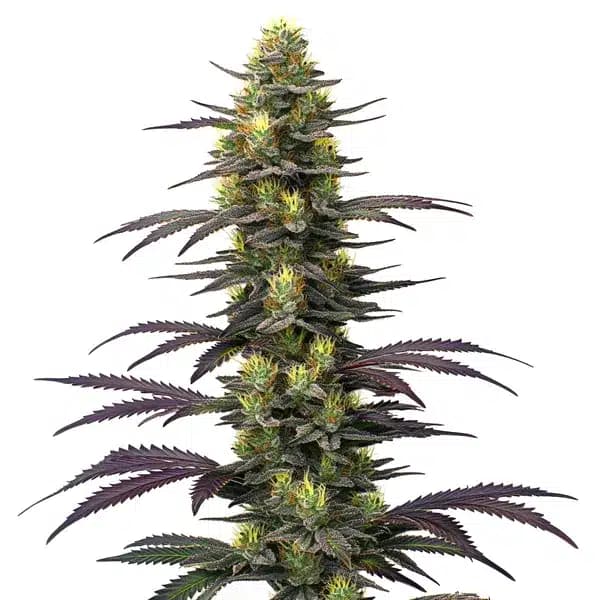 Dolato Seeds