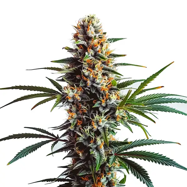 Doug’s Varin Seeds