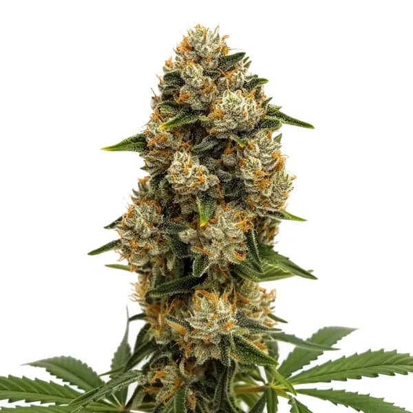 Durban Poison Autoflower Seeds