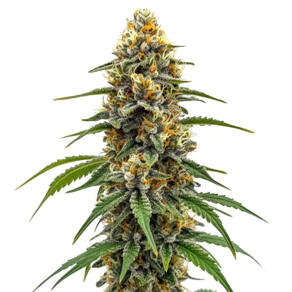 Durban Poison Fast Version Seeds