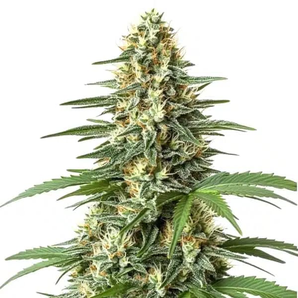 Durban Poison Regular Seeds