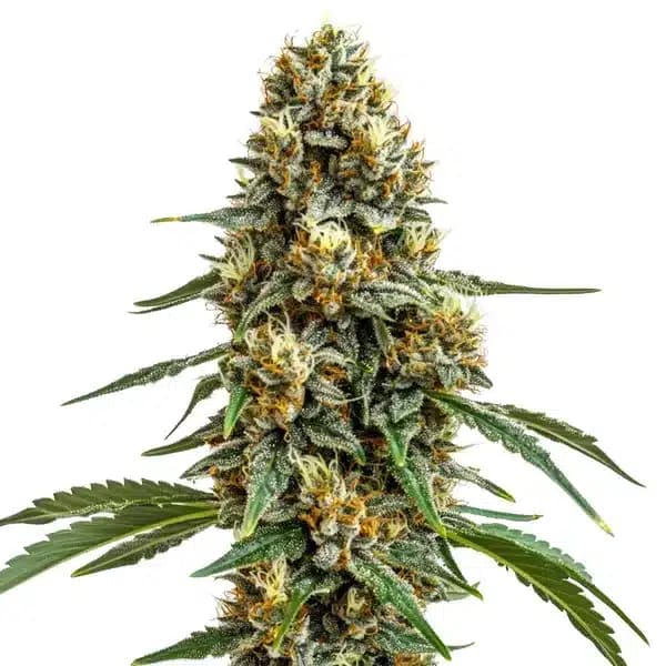 Durban Poison Seeds