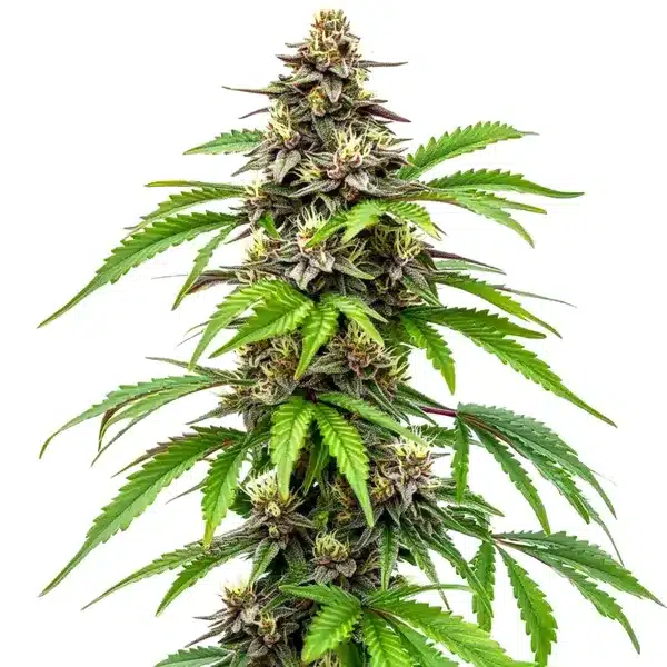 Early Skunk Fast Version Seeds