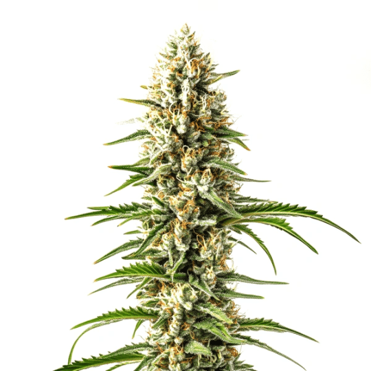 Early Skunk x C99 Fast Version Seeds