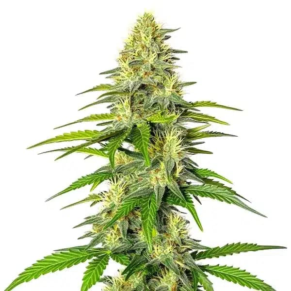 Early Skunk x Cinderella 99 Seeds