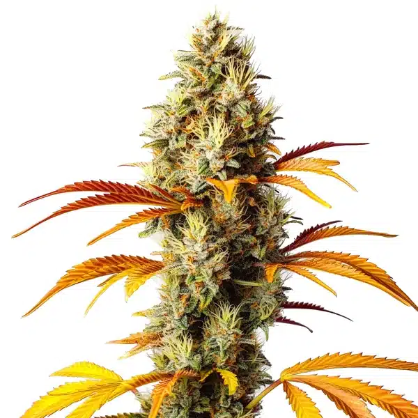 Early Skunk x Northern Lights Seeds