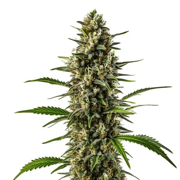 Early Skunk x OG Kush Seeds